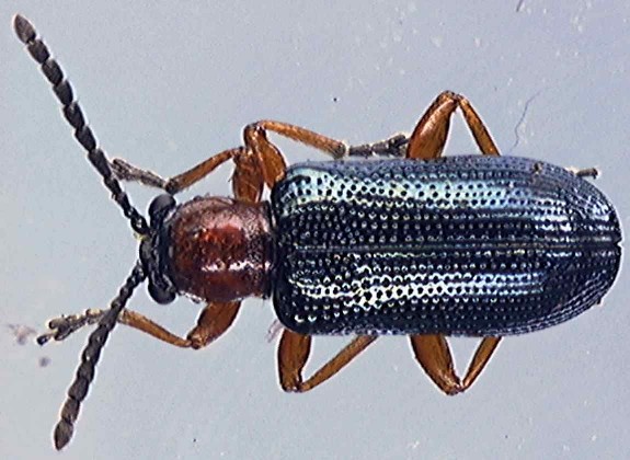 Oulema melanopus